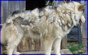 Malamute shedding store