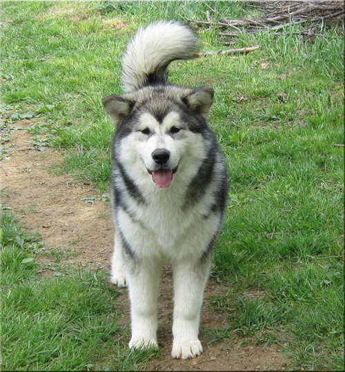 Alaskan Malamutes - Kalamals Kennel