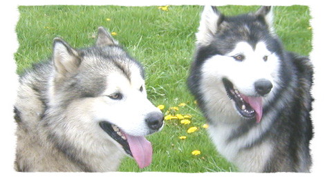 alaskan malamute wags its tail